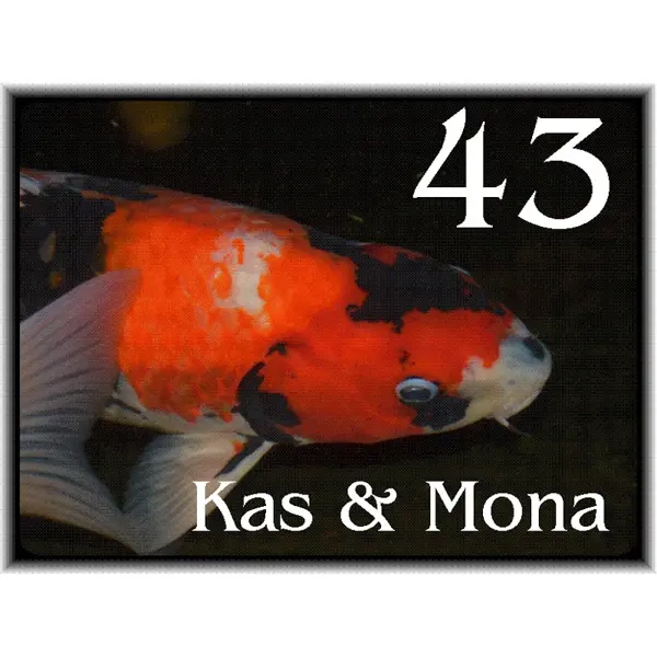 Koi karpers 104